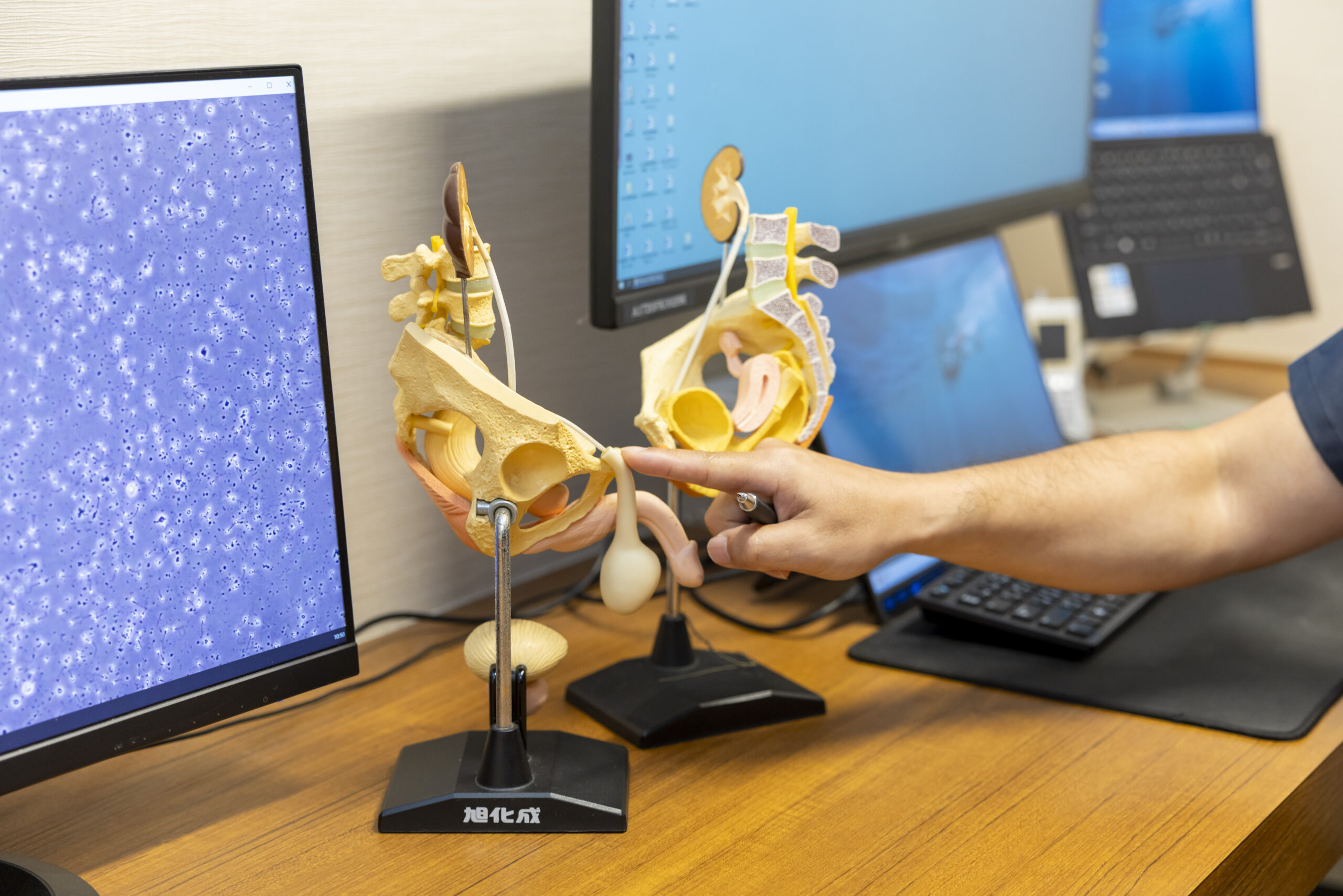 【福岡市中央区】包茎って病気なの？放置すると起こるリスクと治療の必要性を解説